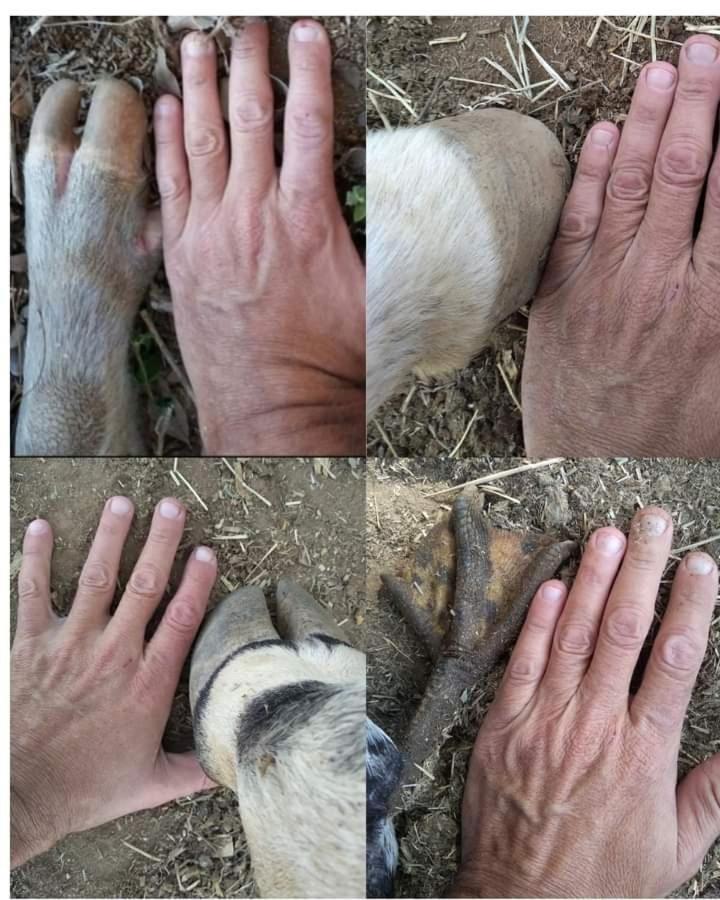 Hostel Santuario De Protecao Animal Filhos De Salomao Bragança Paulista 외부 사진